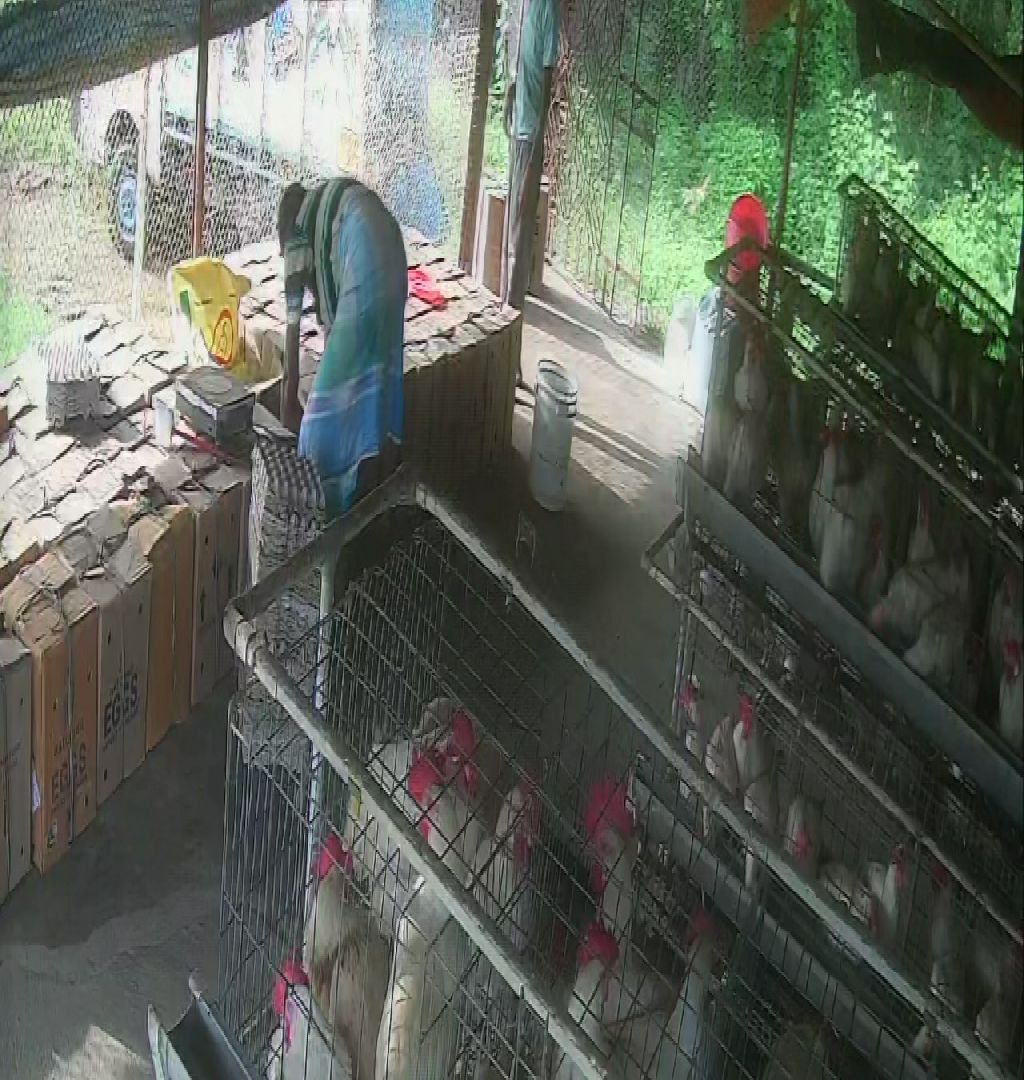 Running Layer Poultry Farm For Sale In Bankura-SL013482-8