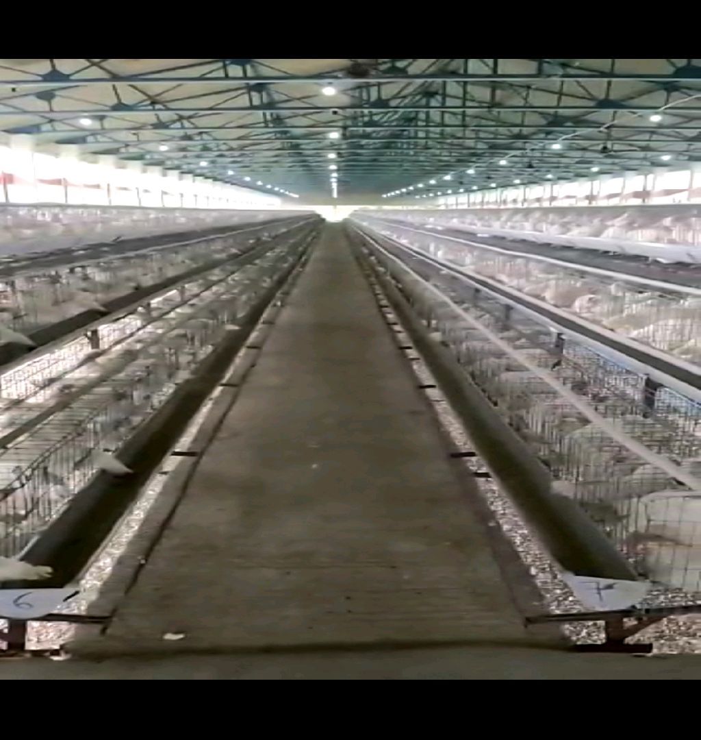 Running Layer Poultry Farm For Sale In Bankura-SL013482-1