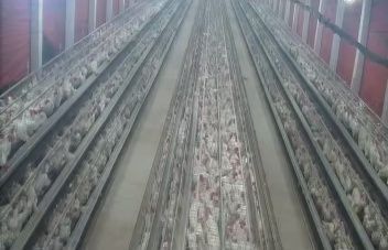 Running Layer Poultry Farm For Sale In Bankura-SL013482-2