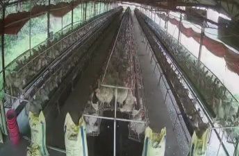 Running Layer Poultry Farm For Sale In Bankura-SL013482-5